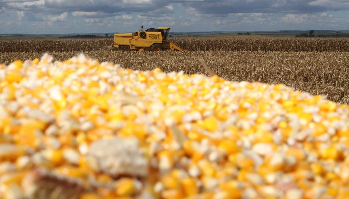  Milho chega ao fim do ano como principal aposta do produtor paranaense, aponta Deral